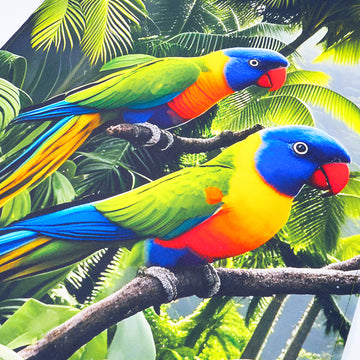 Rainbow Lorikeet Tea Towel – Australian Native Bird Full Print Cotton Kitchen Towel